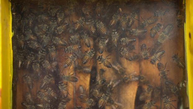 Honey bees in an exhibition hive with transparent glass. Bees on honeycombs close-up. 4k