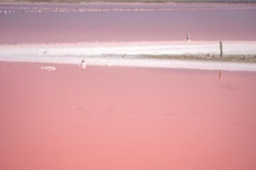 Salt mining. Salty pink lake with crystals of salt. Extremely salty pink lake, colored by microalgae with crystalline salt depositions