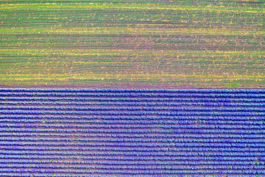Aerial view of lavender and harvested field. Top view