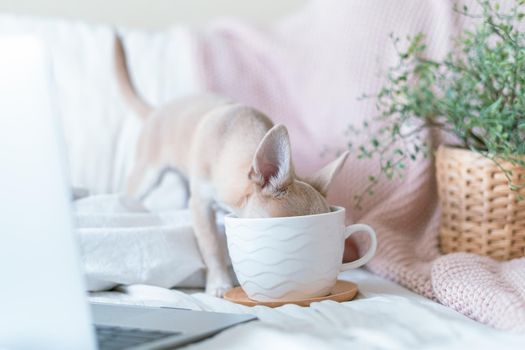 Breakfast in bed. Funny young chihuahua dog covered in throw blanket with steaming cup of hot tea or coffee. Lazy puppy wrapped in plaid relaxes. Good morning.