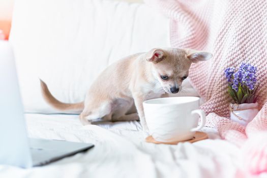 Breakfast in bed. Funny young chihuahua dog covered in throw blanket with steaming cup of hot tea or coffee. Lazy puppy wrapped in plaid relaxes. Good morning.