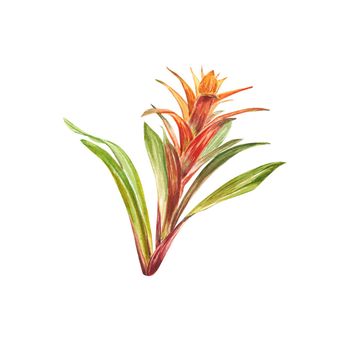 Tropical bromeliad plant with red and green leaves, hand-painted in watercolor. The illustration is highlighted on a white background. Spring or summer flower for weddings, invitations, postcards.