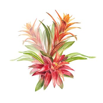 Tropical bromeliad plant with red and green leaves, hand-painted in watercolor. The illustration is highlighted on a white background. Spring or summer flower for weddings, invitations, postcards.