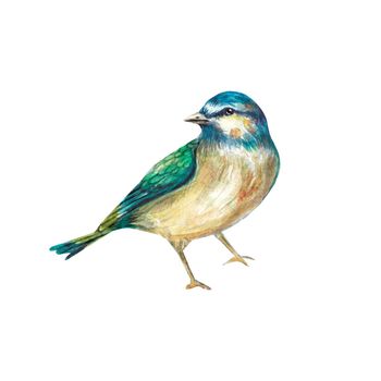 A watercolor blue bird with a green back on a white background. Hand-drawn, in watercolor. He's alone in the background. Suitable for design, textiles, printing, postcards, wedding invitations, printing