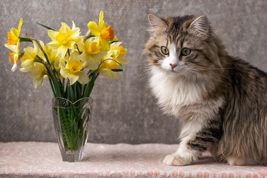 beautiful long-haired cat with a white chest, big green eyes and a pink nose. looks at the camera. posing. place for text