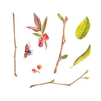 Ladybug and a branch with berries and leaves. Watercolor illustration on a white background. Suitable for design, postcards, wedding invitations, packages, business cards, mugs, printed products.