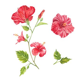 A red hibiscus flower highlighted on a white background. Watercolor tropical flower realistic colorful hibiscus with leaves. Botany. Exotic tropical floral object for your poster, postcard design.