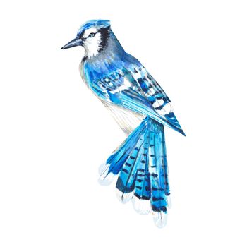 Watercolor illustration of a blue jay isolated on a white background. Beautiful blue realistic bird. Hand-drawn, in watercolor. Suitable for textile design, packaging, postcards, invitations, booklets