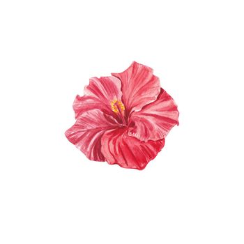A red hibiscus flower highlighted on a white background. Watercolor tropical flower realistic colorful hibiscus with leaves. Botany. Exotic tropical floral object for your poster, postcard design.