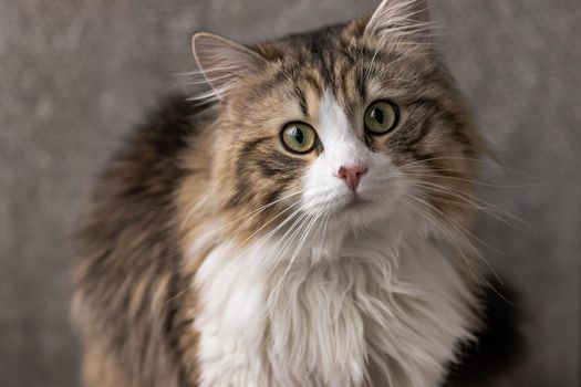 beautiful long-haired cat with a white chest, big green eyes and a pink nose. looks at the camera. posing. place for text