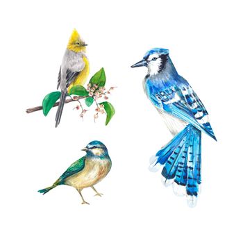 Birds painted in watercolor on a white background. Blue jay, tit. A set of isolated birds. Watercolor illustration. Suitable for design, textiles, postcards, wedding invitations, packaging, printing.