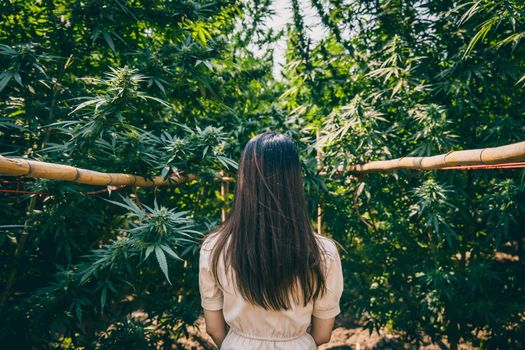 Woman in the Cannabis farm, Girl standing with Marijuana or Hemp green herbal plant.