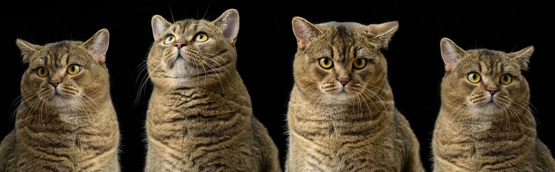 Adult purebred Scottish straight cat sits on a black background. Animal with different emotions, funny, sad, angry and curious