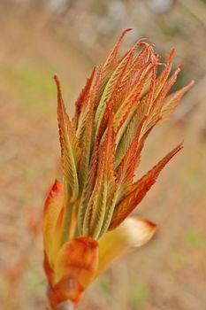 Ohio Buckeye Buds Opening in Spring. Aesculus Glabra. High quality photo