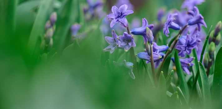 Blooming blue hyacinth in the garden on a summer sunny afternoon, selective focus