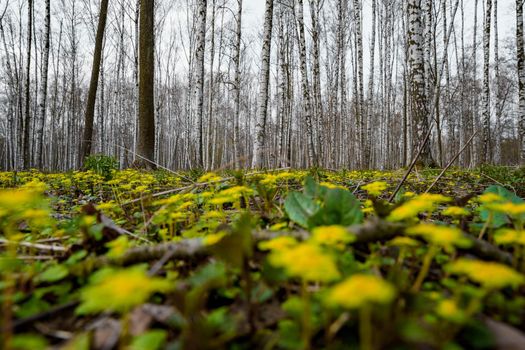 Panorama of a birch grove on green grass through wild yellow flowers in a natural park in cloudy weather, the first days of spring, green leaves begin to appear. High quality photo
