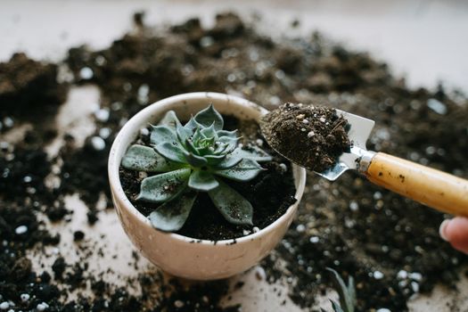 Transplanting a plant into a beige ceramic pot. In his hand is a spatula with soil for a houseplant. The succulent is planted in a pot. Eheveria The Black Prince.