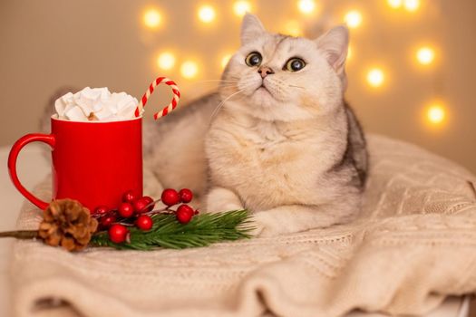 A beautiful white cat lies in the evening, on a white knitted blanket, next to it there is a red mug with cocoa with marshmallows and lollipop and a sprig of Christmas tree. Bright yellow bokeh garlands on the background