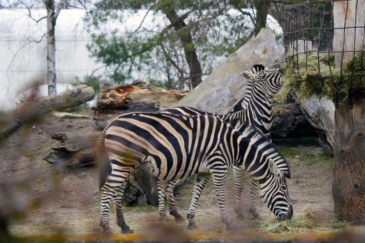 Out of focus. View of two adult zebras eating grass.