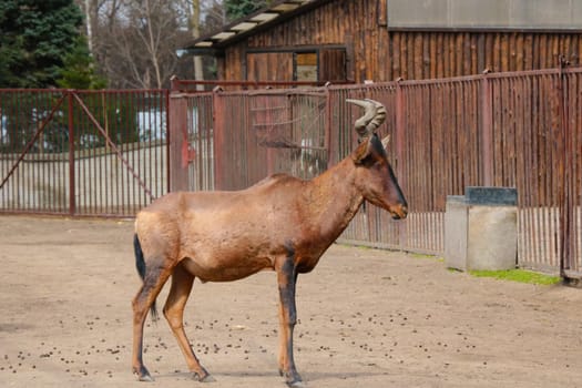 Close-up of an adult antelope in the park