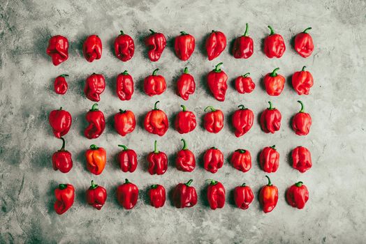 Rows of Red Habanero Peppers on Gray Concrete Surface. View from Above