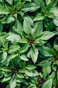 Fresh Green Basil Growing On The Garden Bed. View from Above