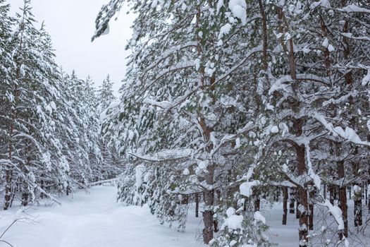 Beautiful landscape of winter snowy forest with pines and trees on a cloudy day.