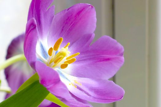 A bouquet of fresh blooming fragrant purple tulips. Congratulations on the holiday