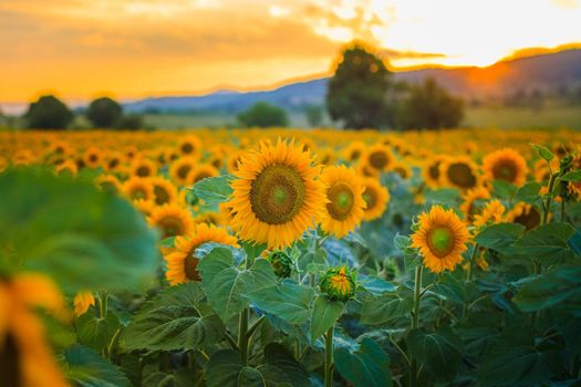Beautiful field of sunflowers at sunset on a summer day