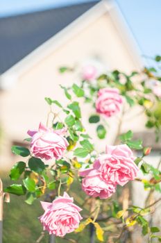 abundantly blooming bush pink rose by the fence on the background of house, beautiful floral background. High quality photo