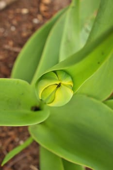 Directly Above Close Up Macro of Green Tulip Bud in Sping in Garden. High quality photo