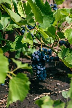 Blue Ripe Grapes Hang on Vine Ready for Harvest