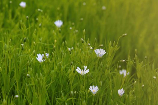 Perennial white flowers bloom in the meadow in the spring, out of focus
