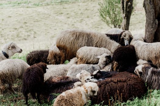 Sheeps and rams on the green field on the farm. Production of wool from animals. Flock of sheep in the mountains.