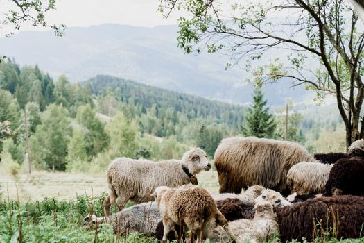 Flock of sheep in the mountains. Sheeps and rams on the green field on the farm. Production of wool from animals.