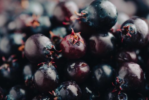 Close Up of Ripe Purple Amelanchier Berries.