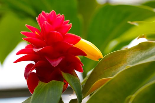 Close-up of the flowering tropical fruit - pineapple