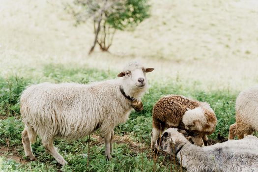 Flock of sheep in the mountains. Sheeps and rams on the green field on the farm. Production of wool from animals.