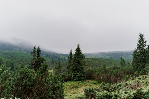 Spruce at rainy and foggy day in Karpathians mountains. Beautiful nature of Ukraine. Tourism in our country. Unity with nature.