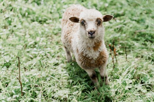 Funny sheep looks into camera on the green field. Happy animal with beautiful wool. Advert for wool, milk, cheese production from sheeps and rams