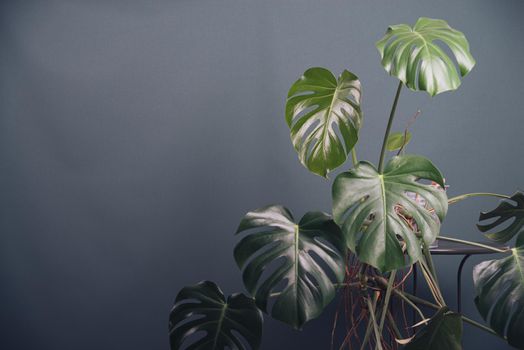 monstera next to the green wall. High quality photo