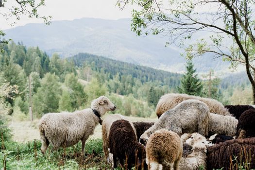 Flock of sheep in the mountains. Sheeps and rams on the green field on the farm. Production of wool from animals.