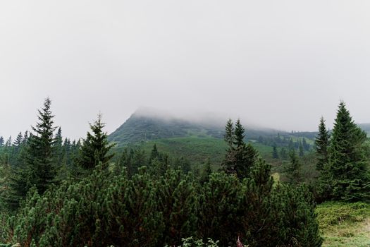 Spruce at rainy and foggy day in Karpathians mountains. Beautiful nature of Ukraine. Tourism in our country. Unity with nature.