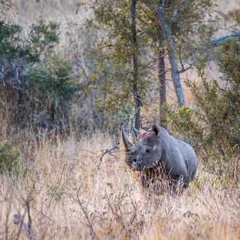 Black rhinoceros in Kruger National park, South Africa ; Specie Diceros bicornis family of Rhinocerotidae
