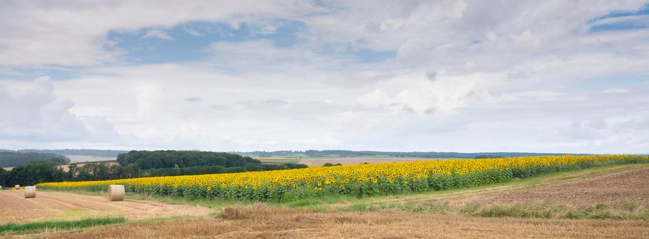 panorama picture with field of sunflowers in rural countryside of northern france near city of reims under cloudy sky in summer
