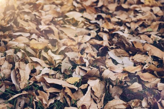 Dry leaf on ground in park texture abstract nature background.