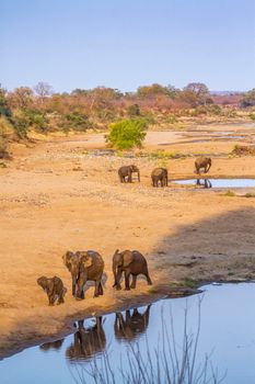 African bush elephant in Kruger National park, South Africa ; Specie Loxodonta africana family of Elephantidae