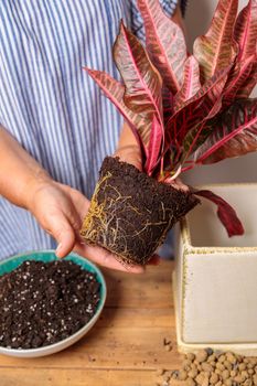 A woman transplants a houseplant, a flower in a ceramic pot. Hands and flower close-up.