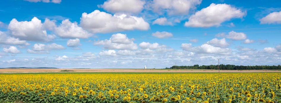 summer field with sunflowers under blue sky and white clouds in french champagne ardennes landscape near city of reims