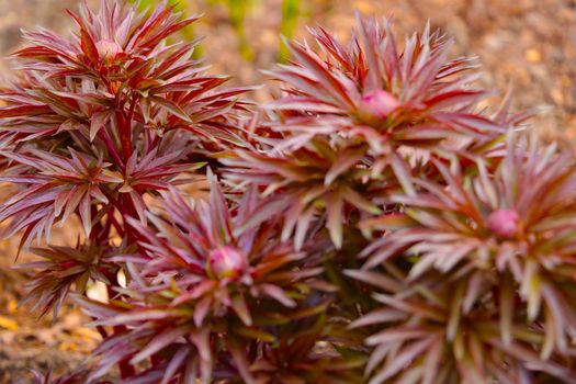 Selective focus, blurry background, beautiful dark flowers